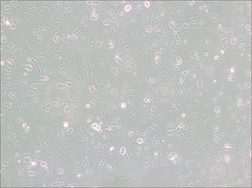 MARC-145 [Marc145] Cell Complete Medium - 2