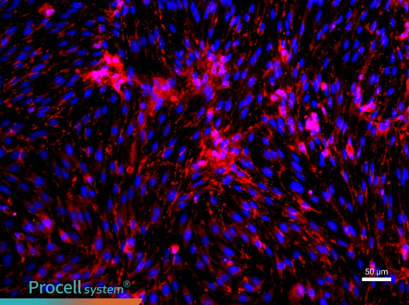 Rat Brain Microvascular Endothelial Cell Complete Medium - 1