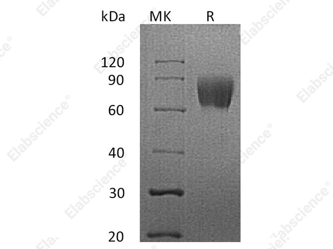 Recombinant Human LFA-3/CD58 Protein (Fc Tag) - 1