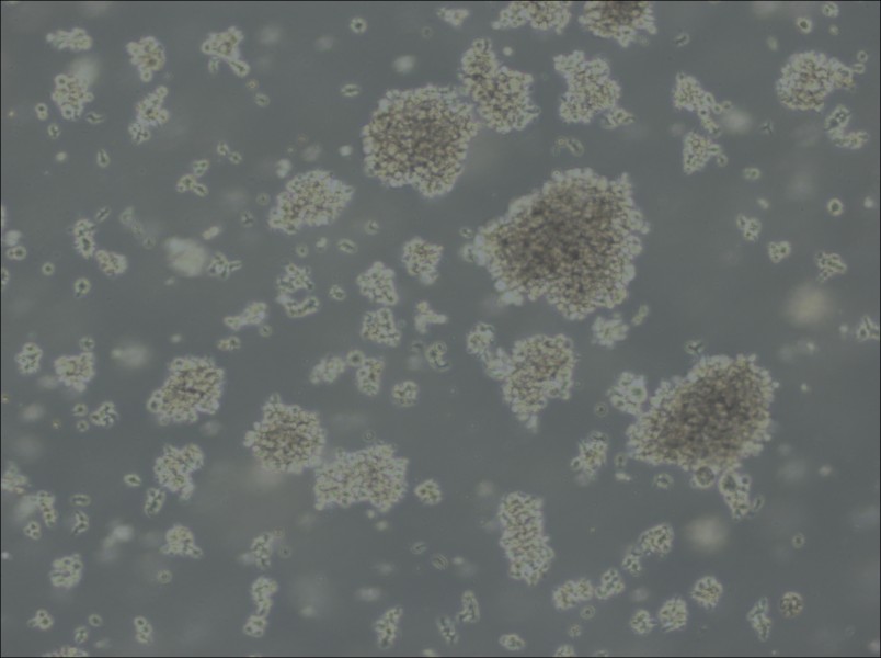 Jiyoye Cell Complete MediumJiyoye Cell Complete Medium - 2