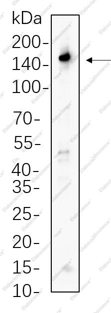 Recombinant PLC γ1 Monoclonal Antibody - 1