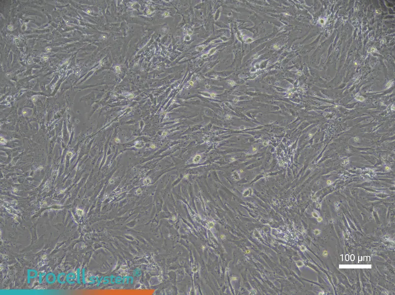Rat Intestinal Fibroblast Complete Medium - 1