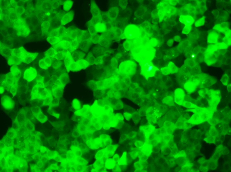 HCT 116-GFP Cell Complete Medium - small - 4