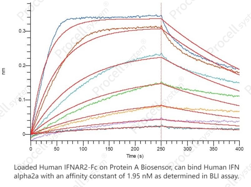 IFN-α2A (Lys46), Human, RecombinantIFN-α2A (Lys46), Human, Recombinant - 2