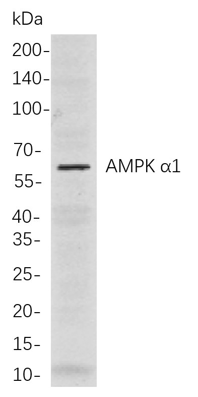 Recombinant AMPK α1 Monoclonal Antibody-searchlist-1