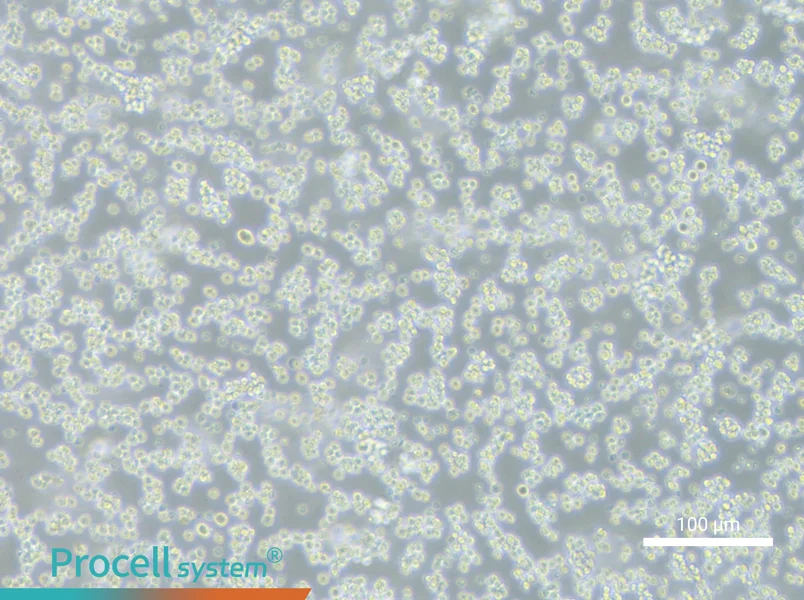 L5178Y TK+/- clone (3.7.2C) Cell Complete Medium - 3