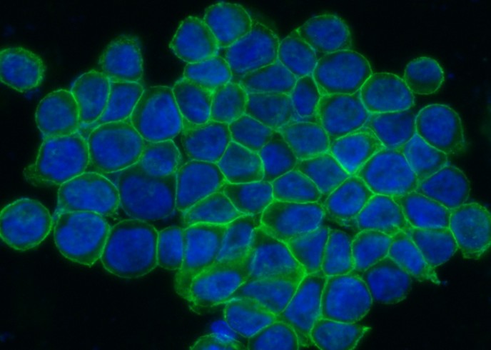 ENPP7 Monoclonal Antibody-searchlist-1