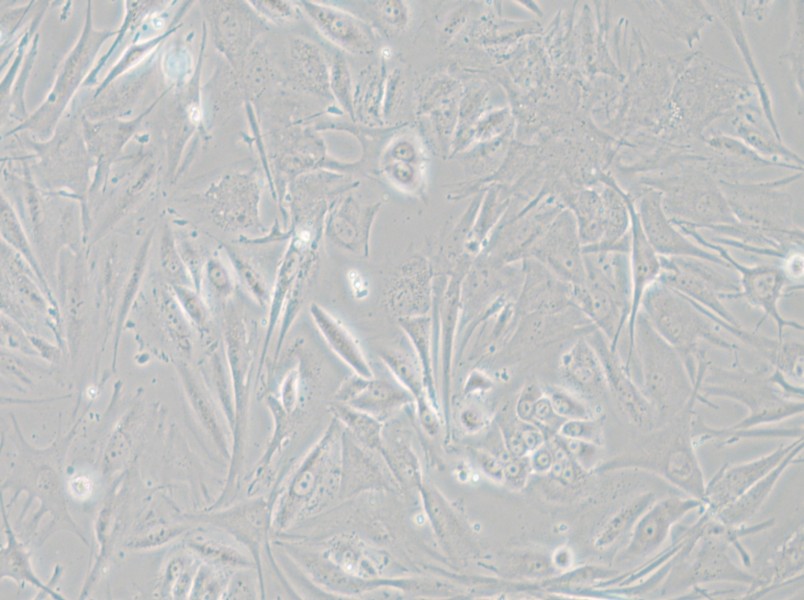 NCI-H1648 Cell Complete Medium - 4