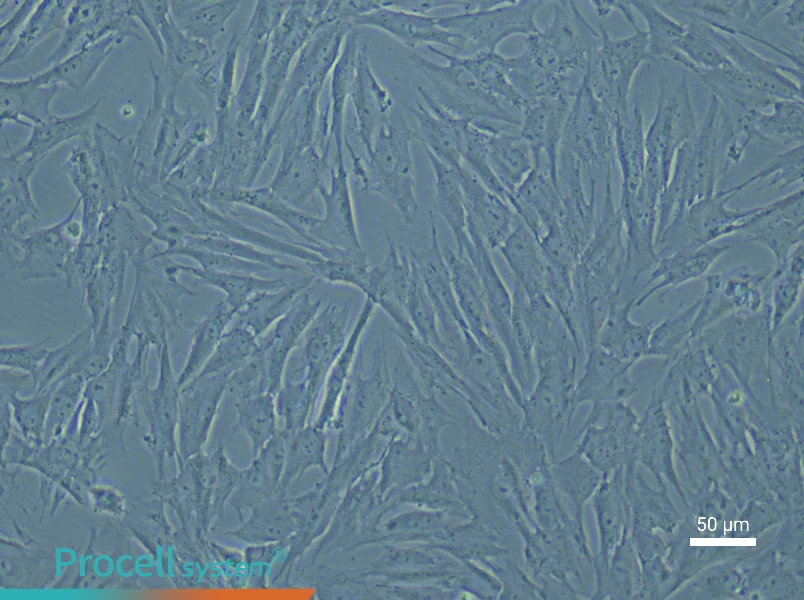 Porcine Skeletal Muscle Satellite Cell Complete MediumPorcine Skeletal Muscle Satellite Cell Complete Medium - 4