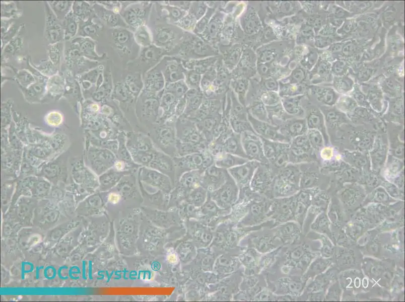 BHT101 Cell Complete Medium - 6