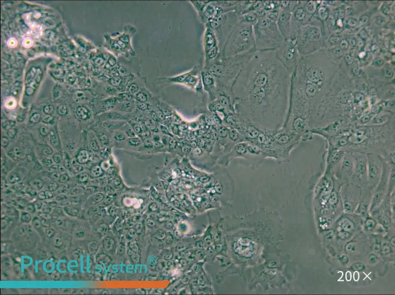 HPAF-II Cell Complete Medium - small - 4