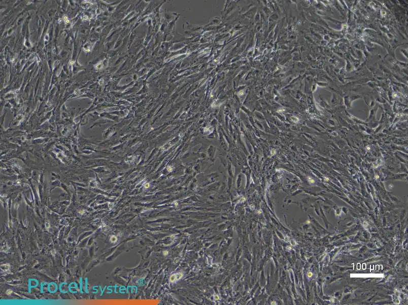 Rat Intestinal Smooth Muscle Cell Complete Medium - 2