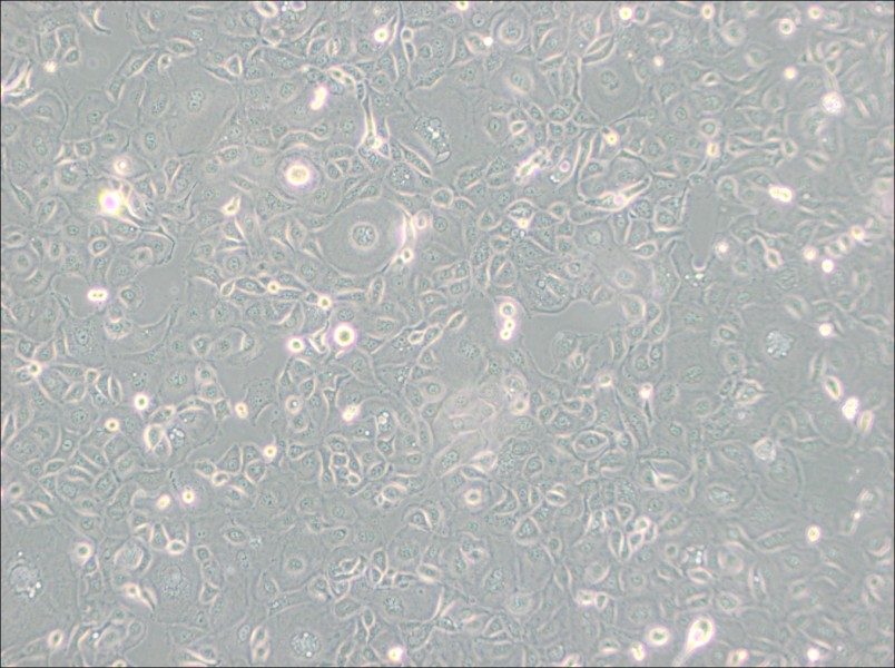 KLE Cell Complete Medium - 3