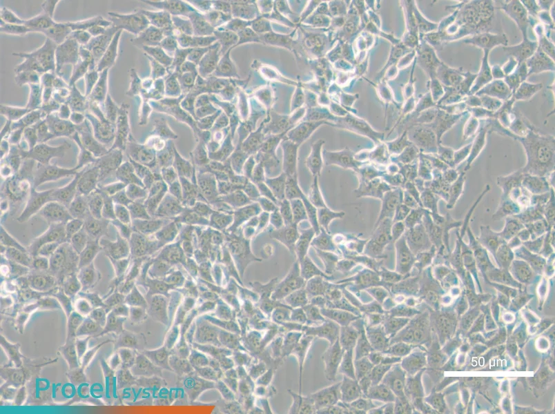 MC38 Cell Complete Medium - small - 6