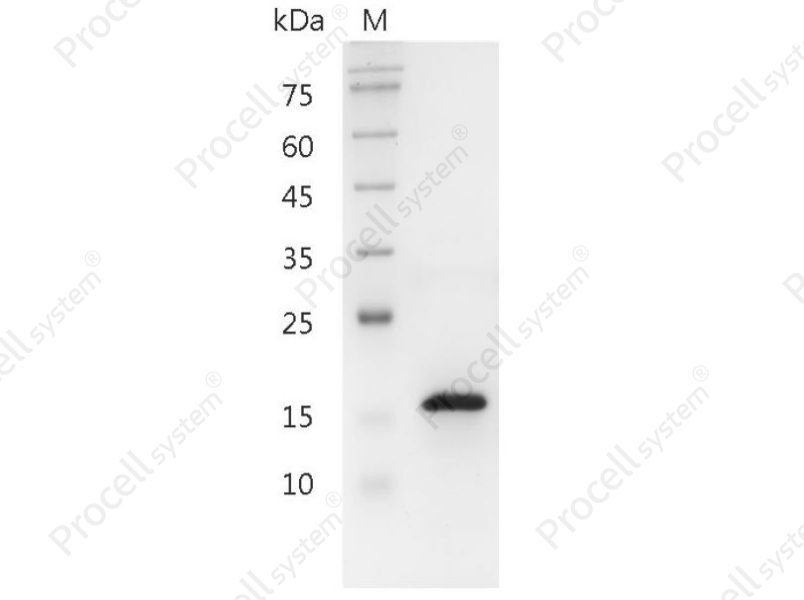 Pleiotrophin/PTN/HARP/HBGF-8/OSF-1, Human, Recombinant