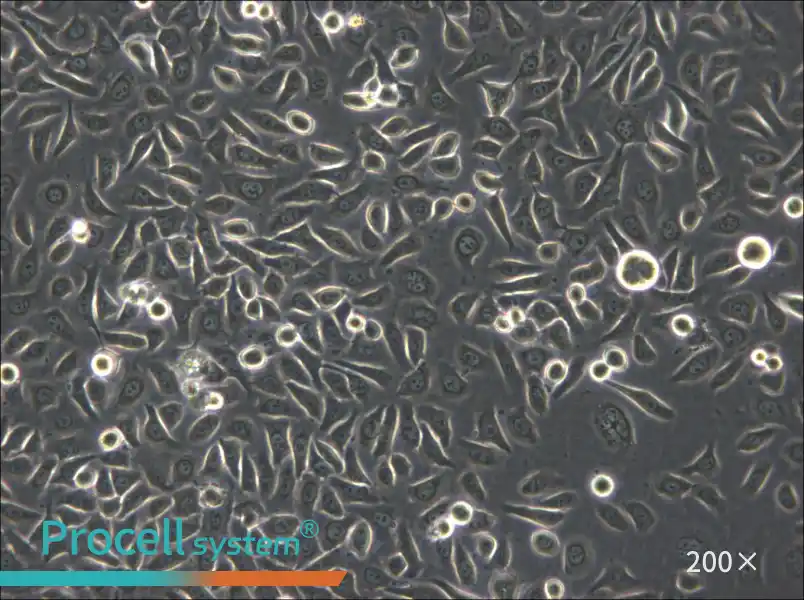 ME-180 Cell Complete Medium - 4