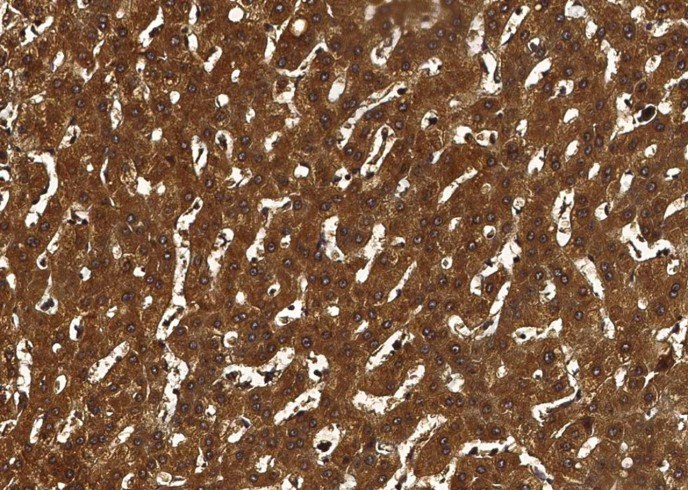 Coagulation Factor X/F10 Monoclonal Antibody - 1