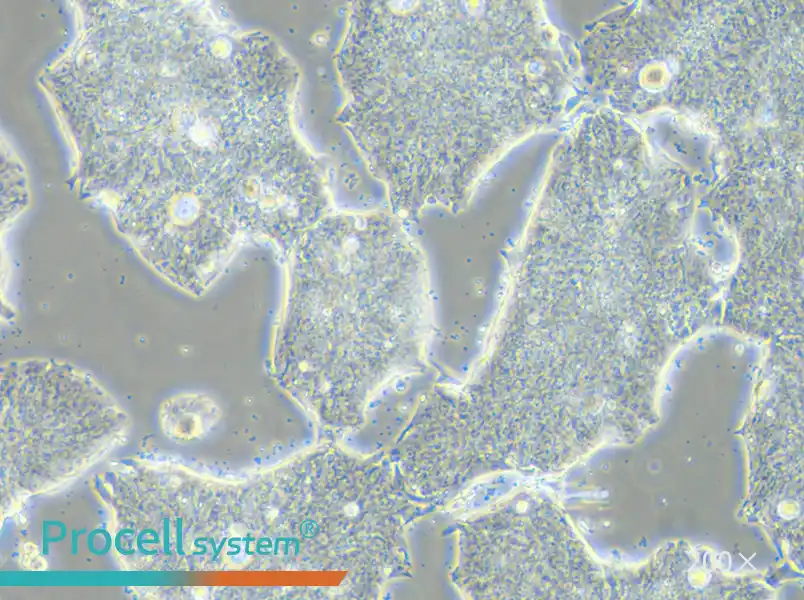 T84 Cell Complete Medium - small - 6