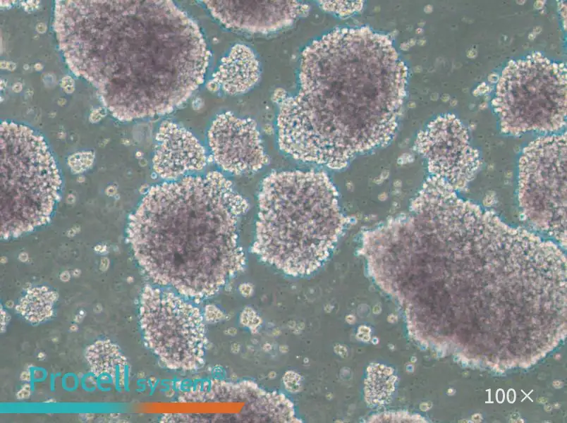 TMD8 Cell Complete Medium - 1