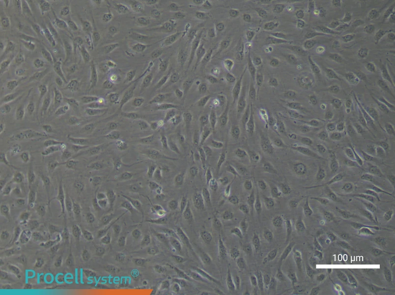 Human Renal Podocyte Cell Complete Medium - 1