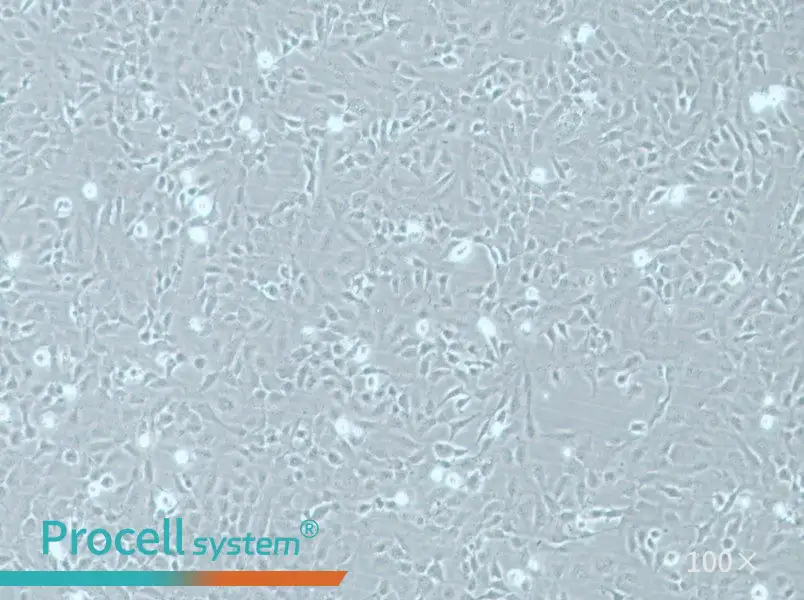 HMEC-1 Cell Complete Medium - 1