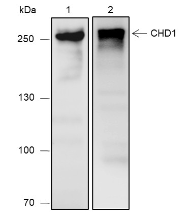 Recombinant CHD1 Monoclonal Antibody-searchlist-1