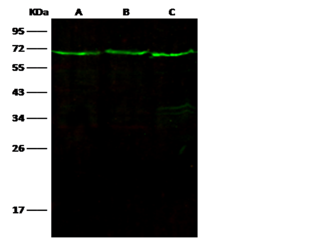 Recombinant Leukotriene A4 Hydrolase/LTA4H Monoclonal Antibody - small - 3