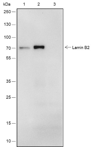 Recombinant Lamin B2 Monoclonal Antibody - small - 3
