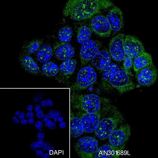 Recombinant WWOX Monoclonal Antibody - small - 5