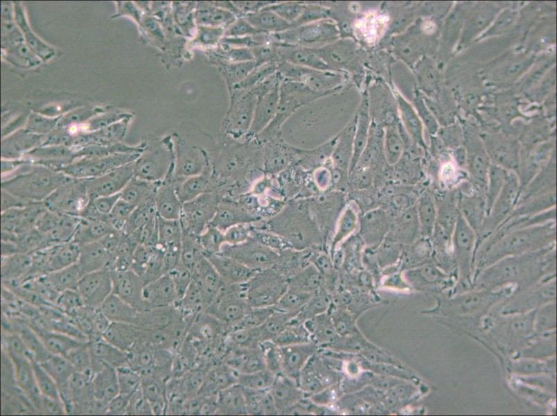 PED Cell Complete Medium - small - 6