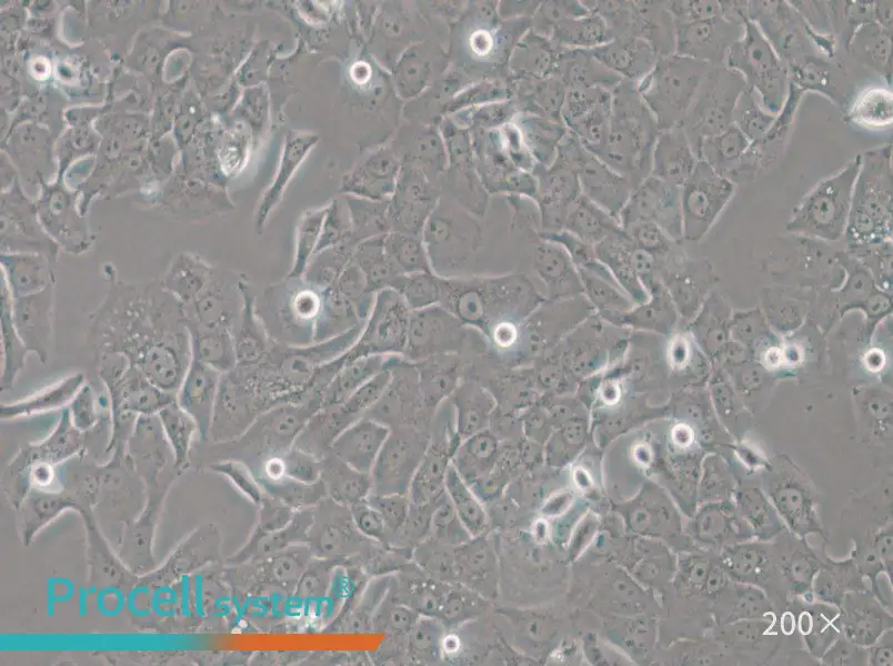 HCC4006 Cell Complete Medium - 5