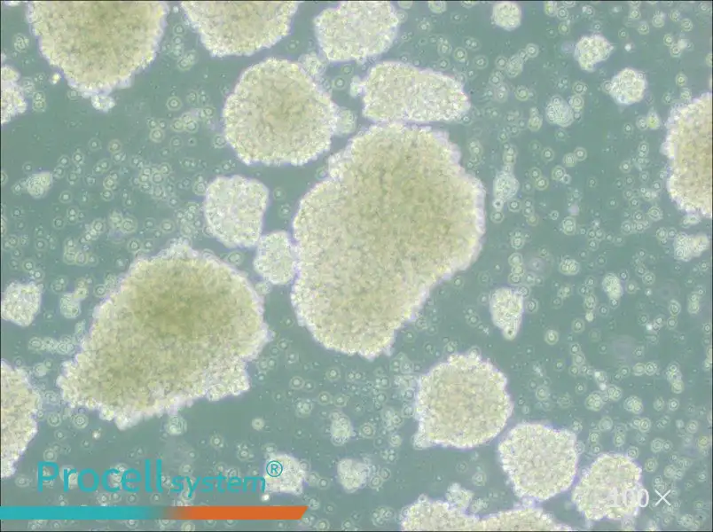 Farage Cell Complete Medium - 1