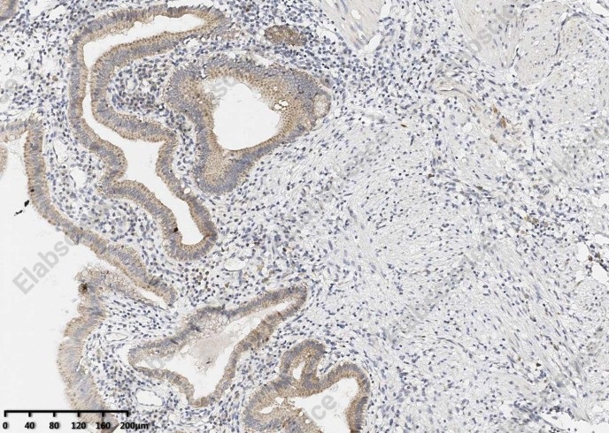 Bcl-XL Monoclonal Antibody - 2