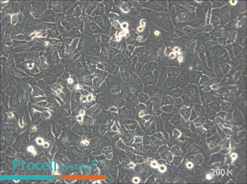 BPH-1 Cell Complete Medium - small - 4