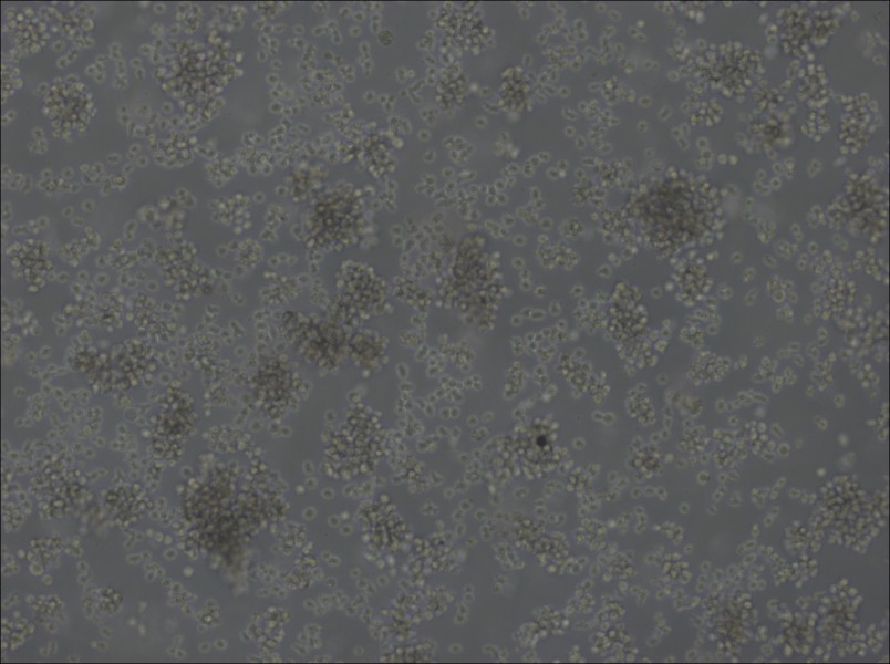 U-2932 Cell Complete MediumU-2932 Cell Complete Medium - 2