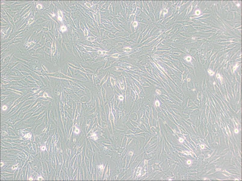 HS 683 Cell Complete Medium-searchlist-1