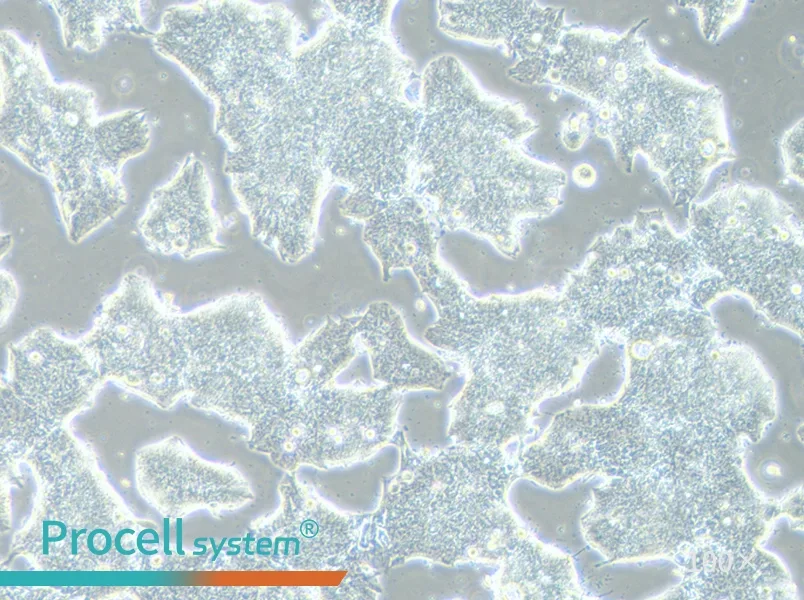 T84 Cell Complete Medium - 2