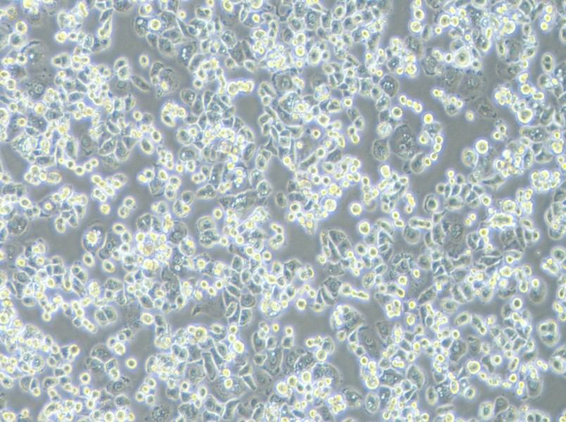 GCIY Cell Complete MediumGCIY Cell Complete Medium - 2