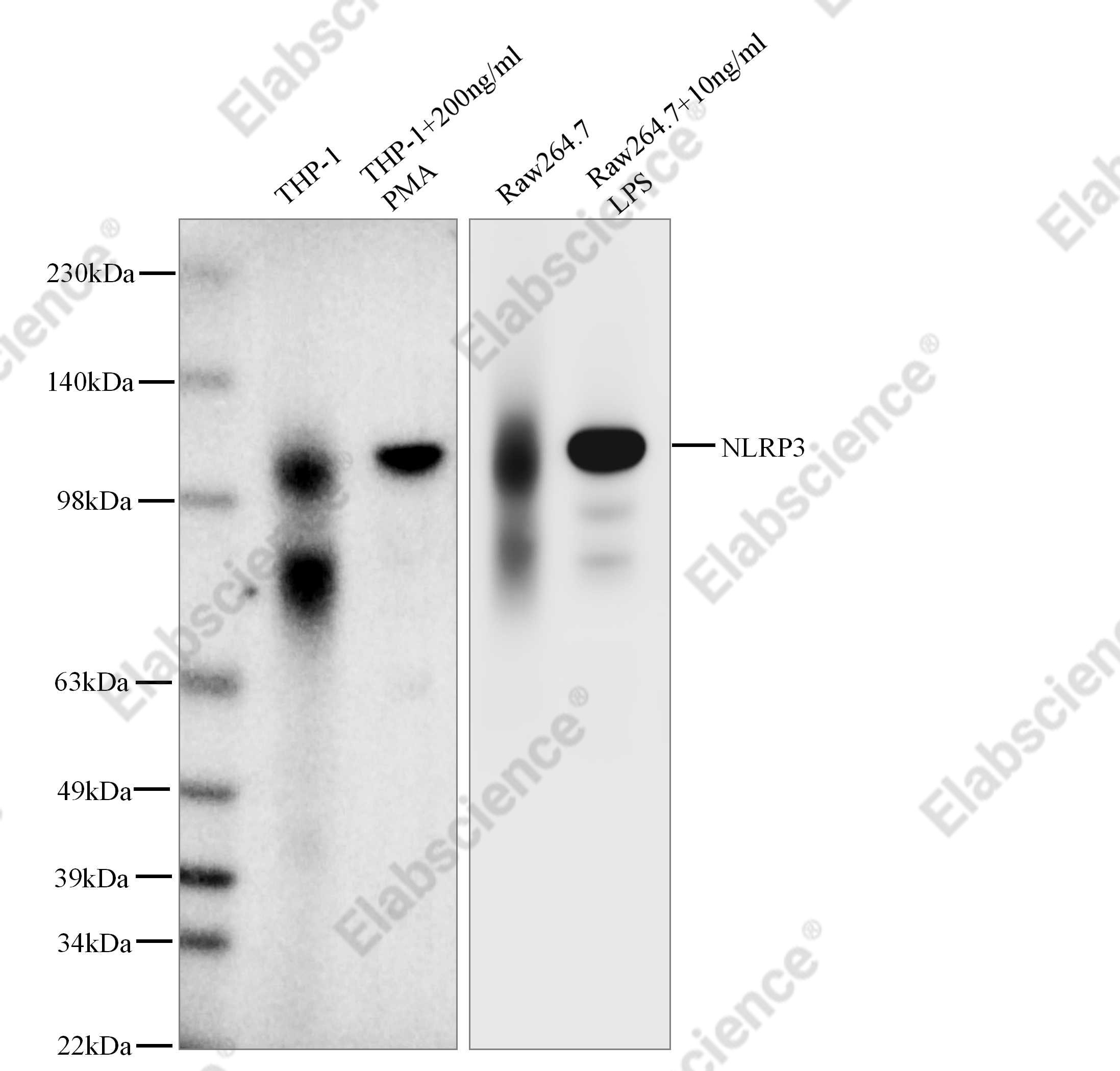 Recombinant NLRP3 Monoclonal Antibody - 1
