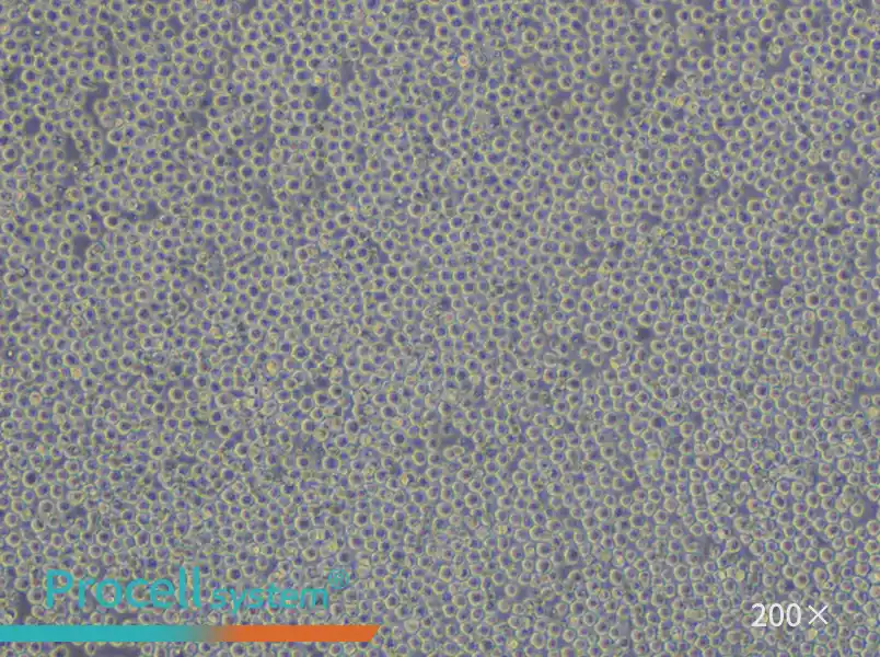 NFS-60 Cell Complete Medium - small - 5