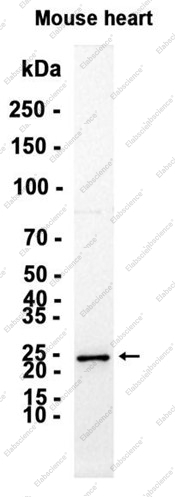 Recombinant Hsp22 Monoclonal Antibody - 1