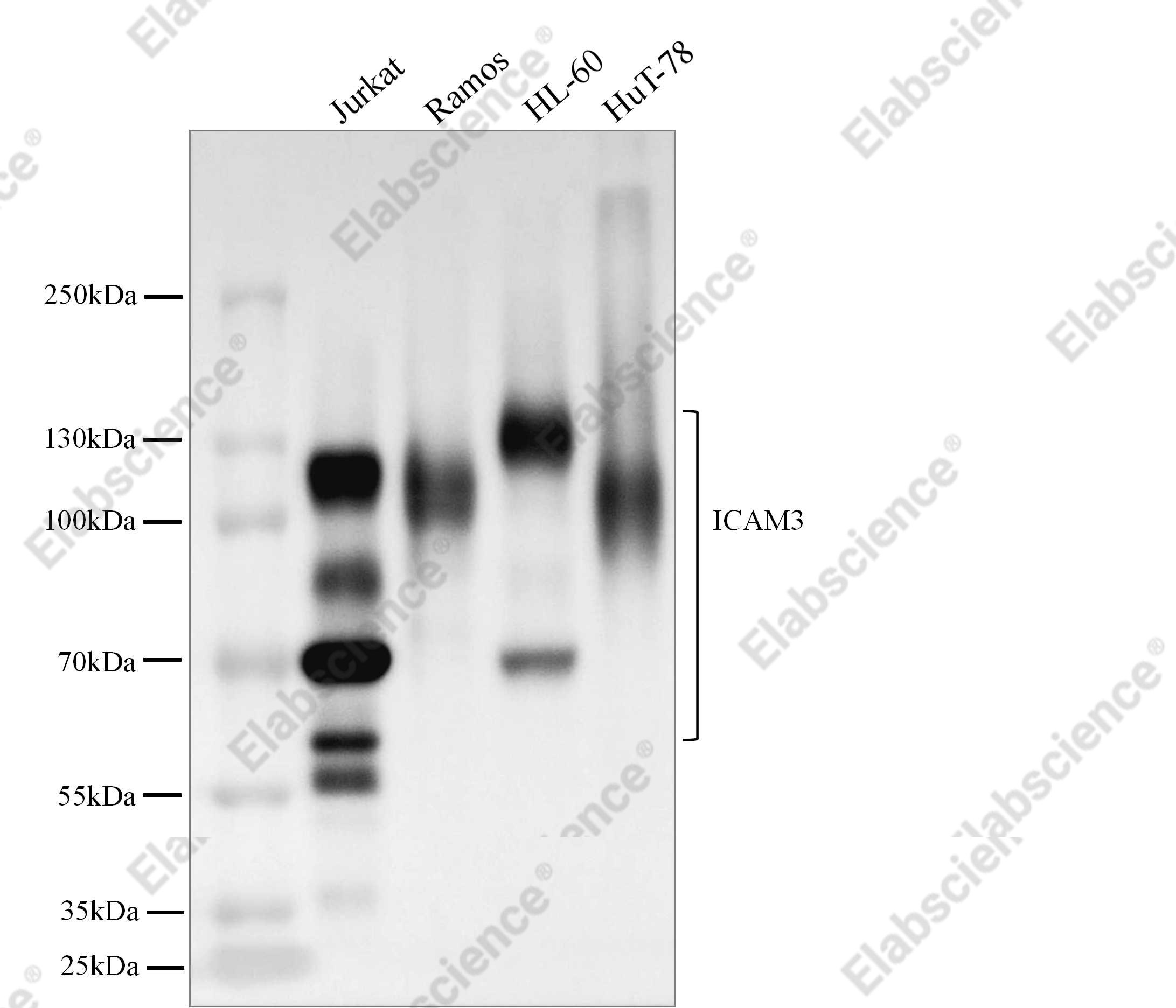 Recombinant CD50/ICAM-3 Monoclonal Antibody - 1