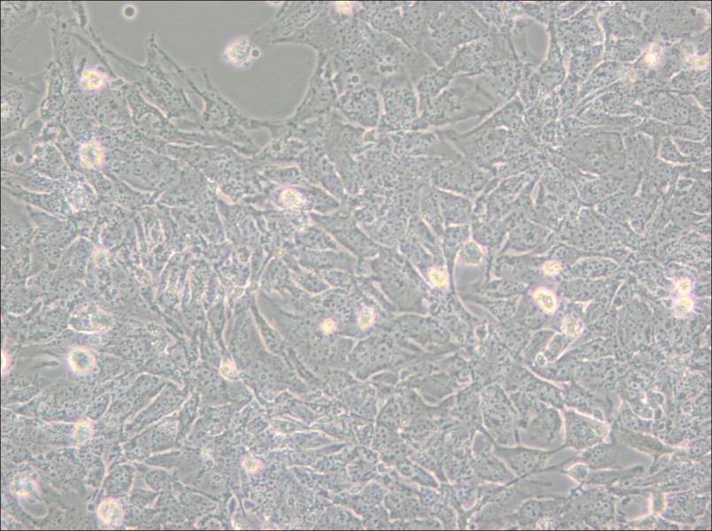 TTA1 Cell Complete Medium - 6