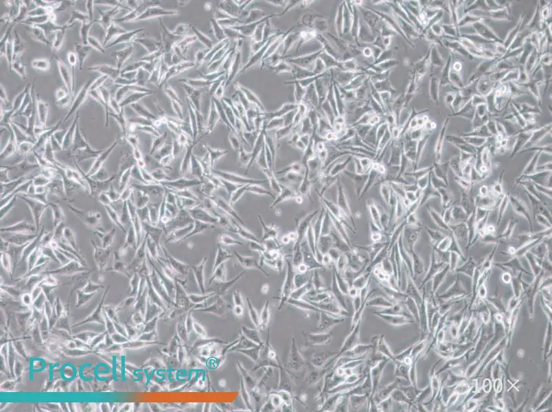 SK-MEL-28 Cell Complete MediumSK-MEL-28 Cell Complete Medium - 2