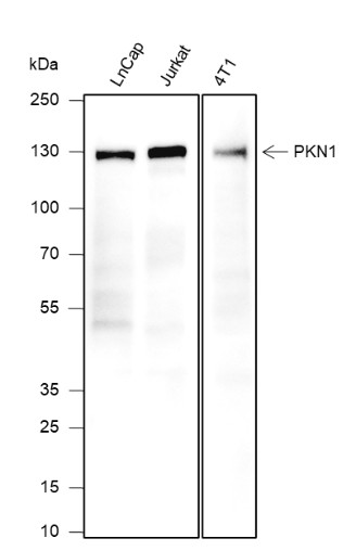 Recombinant PKN1 Monoclonal Antibody-searchlist-1