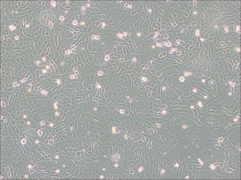 SW872 (DMEM) Cell Complete Medium-searchlist-1