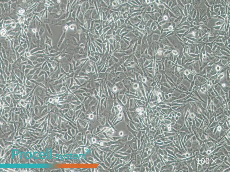 MO3.13 Cell Complete MediumMO3.13 Cell Complete Medium - 2