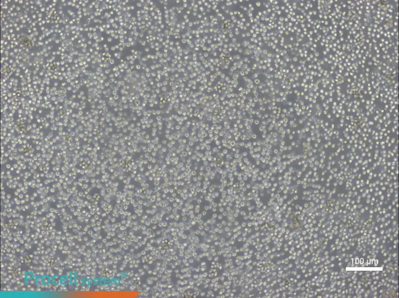Ba/F3 Cell Complete MediumBa/F3 Cell Complete Medium - 3