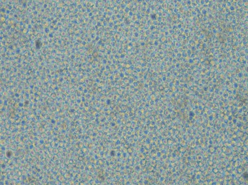 CoC1-DDP Cell Complete Medium - small - 4