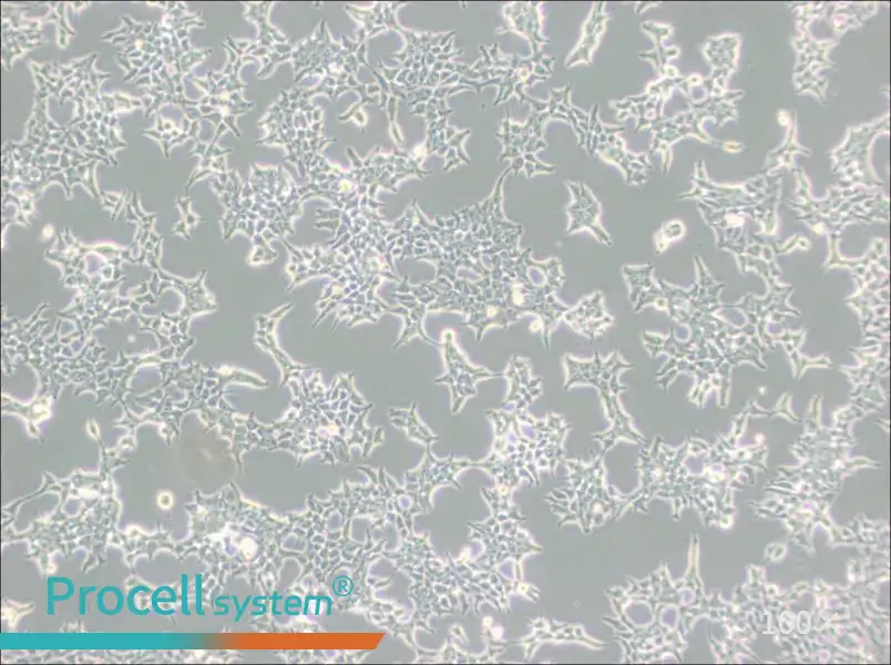 293T/17 Cell Complete Medium - 2